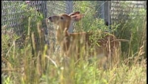 ns-deer-kijiji