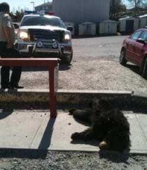 north-lanky-bear100526
