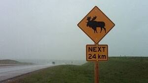 sk-moose-sign-100531