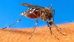 Mosquito