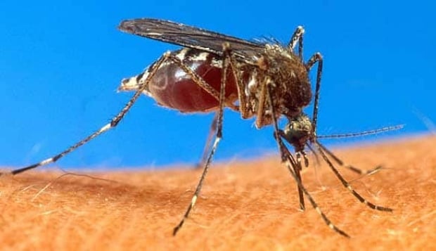Mosquito