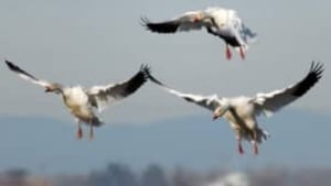 tp-bird-cp-w6223812