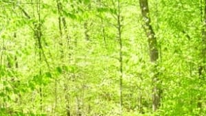 tp-green-forest-gatineau-park-by-Svjetlana-Dulac