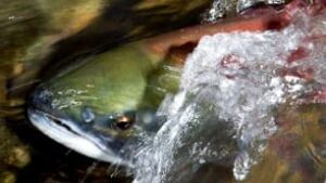 tp-salmon