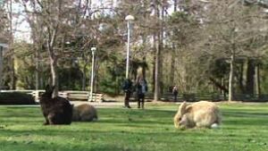 bc-100401-uvic-rabbits