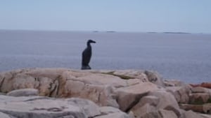 nl-auk-statue-809