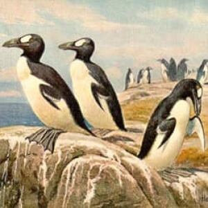 nl-great-auk-808