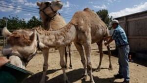 camel-milking306x172