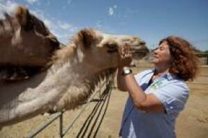 camel-dairy220x146