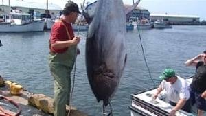 pe-tuna-hauled