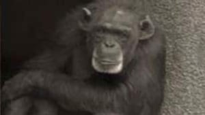 tp-pansy-chimp