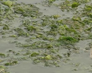 pe-algae-river-close