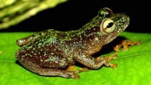 reedfrog-hyperolius-sankuruensis-by-jos-keilgast-306px