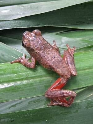 hyperolius-nimbae-frog-by-ngoran-germain-kouame-300px
