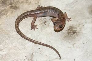 chiropterotriton-moaueri-salamander-by-sean-rovito-300px