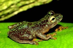 reedfrog-hyperolius-sankuruensis-by-jos-keilgast-584px