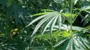 100822-hemp-ap-3275053-190px
