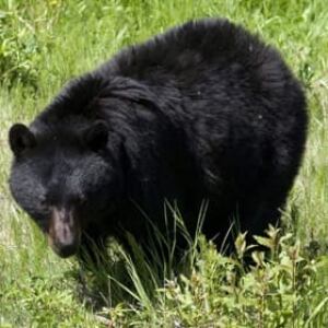 bear-sized-ont