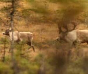nl-caribou-boreal-file
