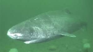tp-100827-greenland-shark