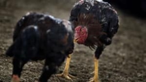tp-wdr-cockfighting-cp8503008