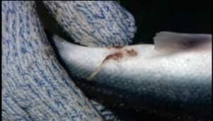 nb-sea-lice