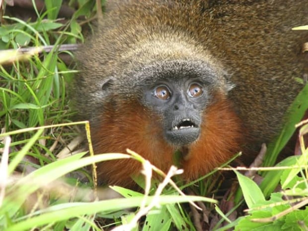 100813-new-monkey-caqueta-titi-ap-9196279-584px