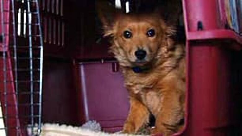 Adopting Stray Dogs From Mexico Adopting Stray Dogs From Mexico
