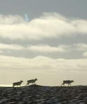 nl-caribou-horizon-file