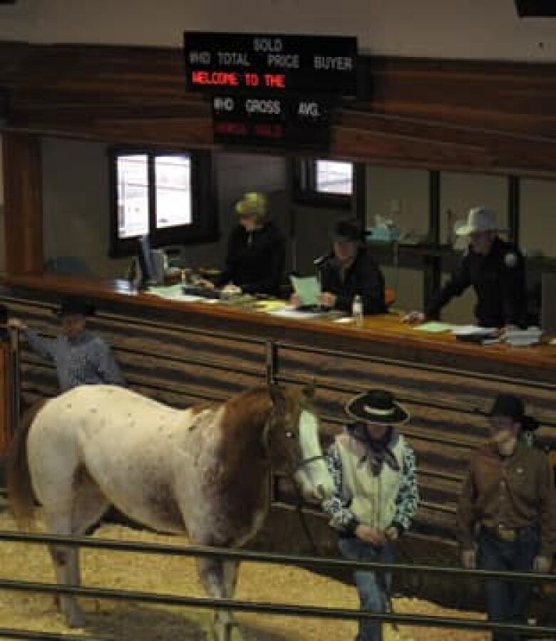 Auction aims to give seized horses new homes CBC News