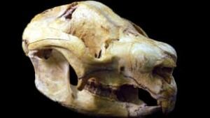 tp-100716-marsupial-skull-ap-9056799