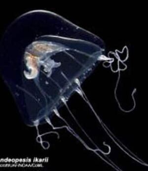 marinecensus2