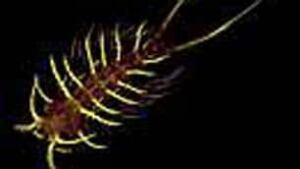 marinecensus1