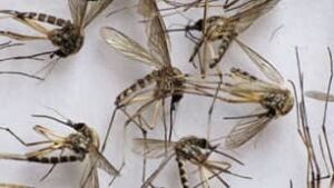 sk-mosquito-file1