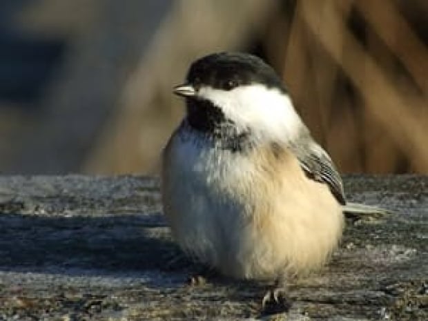 bird count in algonquin park lowest ever ottawa cbc news bird count in algonquin park lowest ever ottawa cbc news