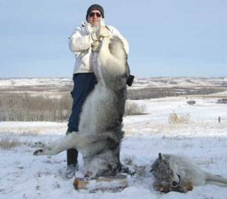 sask farmer shoots 3 wolves cbc news