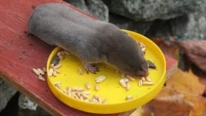tp-shrew100524