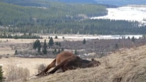 tp-cgy-sundre-shot-horse