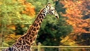 bc-100205-giraffe1