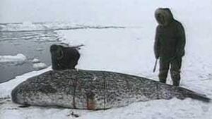 tp-inuit-narwhal-hunt-file