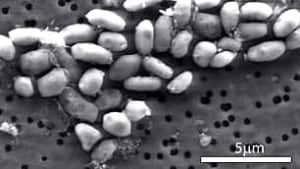 tp-101202-arsenic-bacteria-science