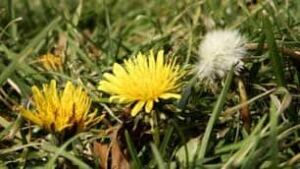 tp-cgy-weeds-cp-2189910