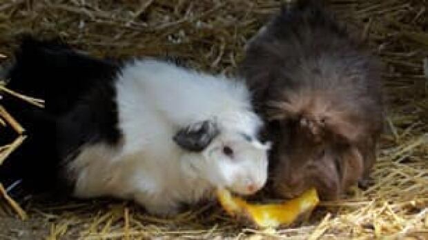 edm-guinea-pigs-kirman