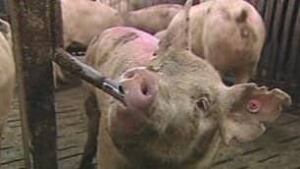 sk-big-sky-hog-091111