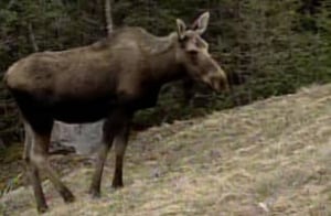 nl-moose-cull-070110