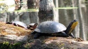tp-turtles-cp-151010