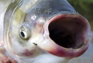 asian-carp-cp-7672588