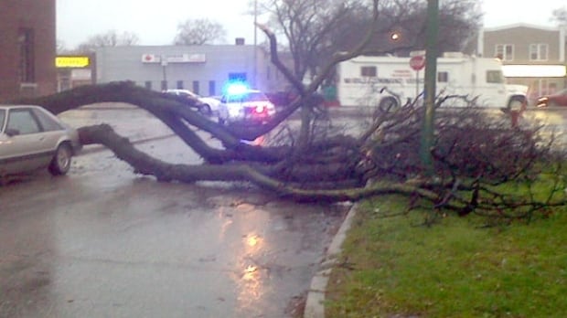 mb-tree-bannerman