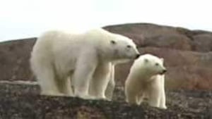 tp-polar-bears-file306