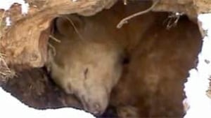 bc-100218-kermode-bear-webcam